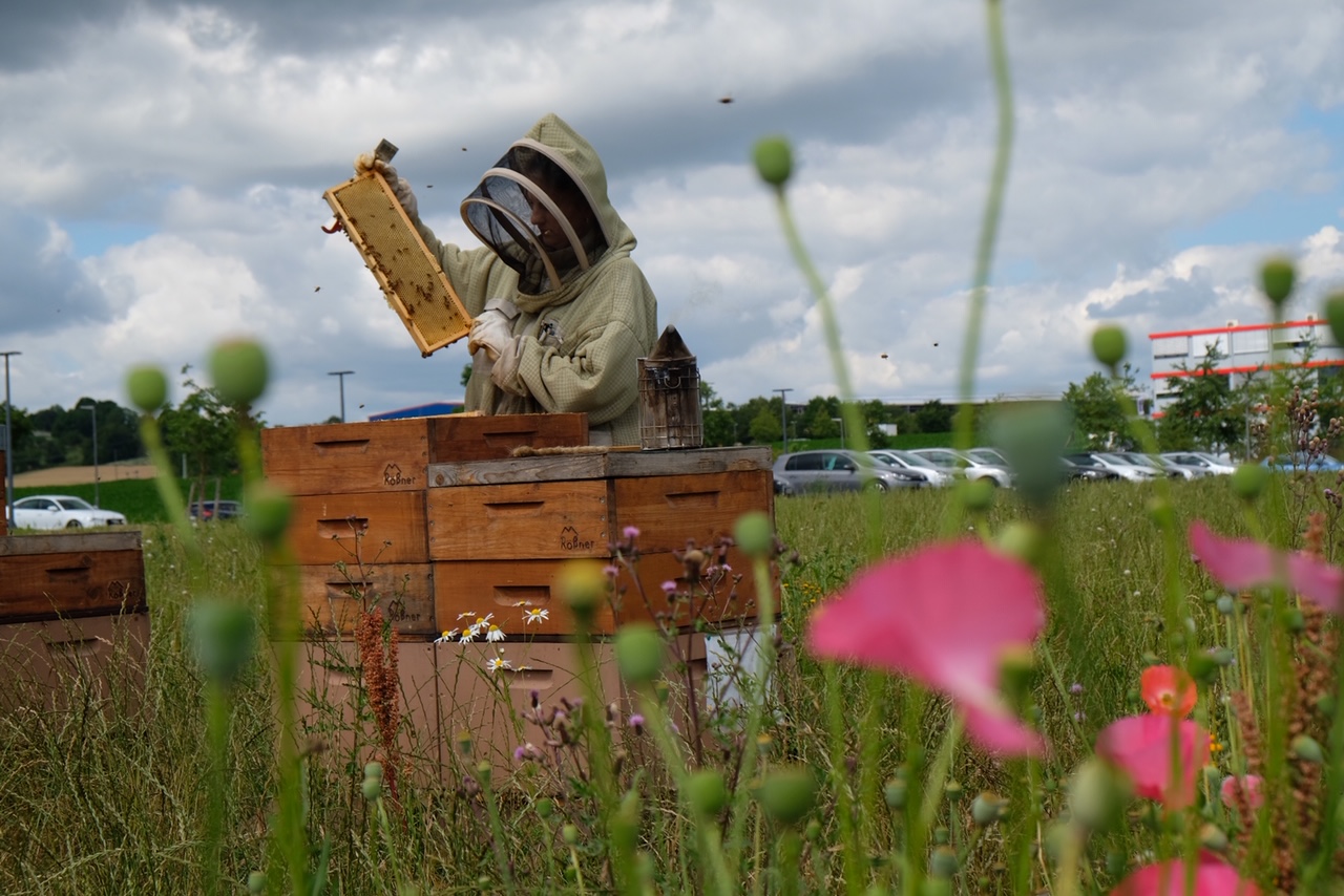 Wurth headquarters add bee farm